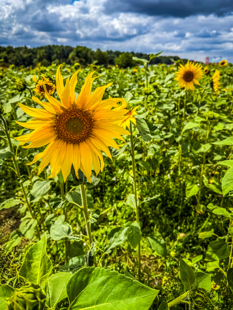 Pol’and’Rock Festival 2025 za nami!
