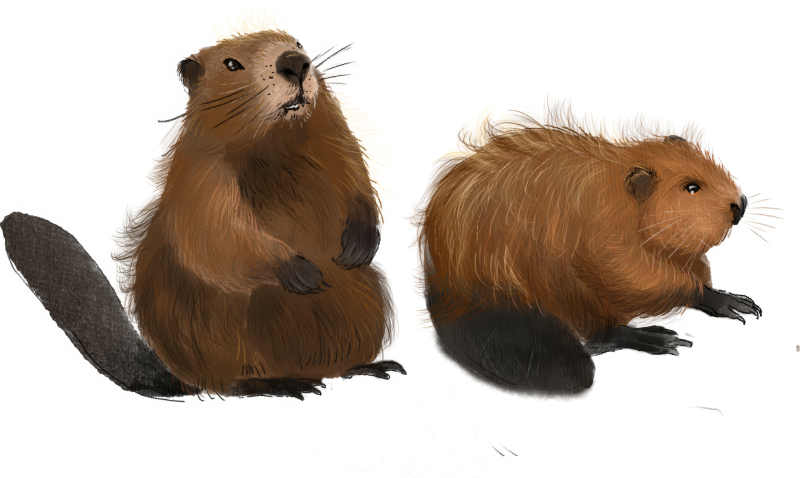 Konkurs plastyczny - „Po co bobry budują tamy?”